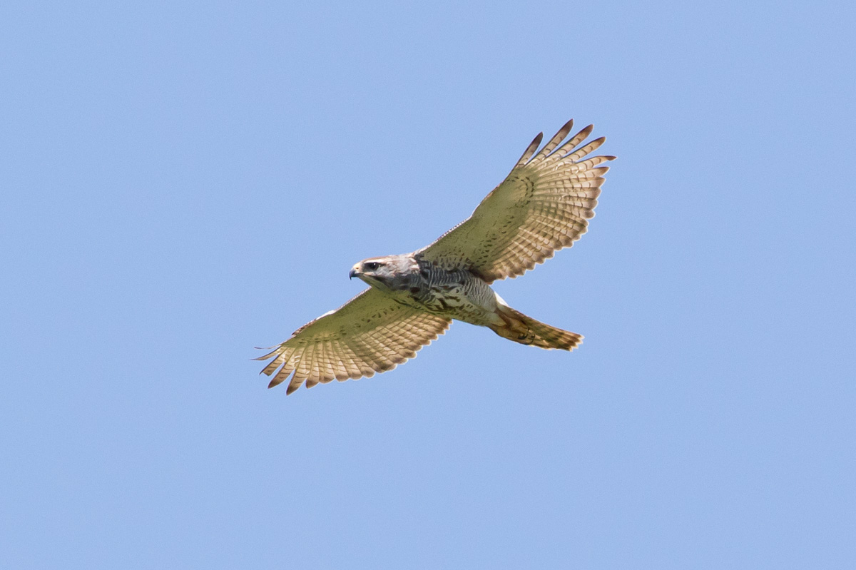 Gray Hawk (Buteo nitidus)